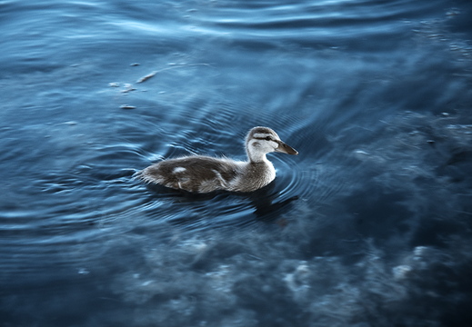 Duckling