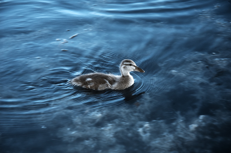 Duckling.jpg