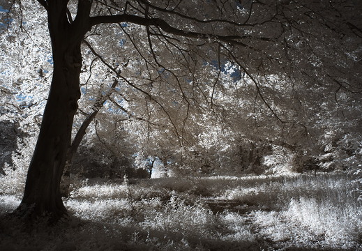 Foresty