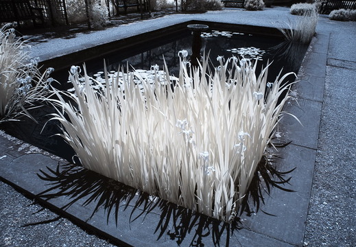 Henrietta Garden D70IR DSC 4930