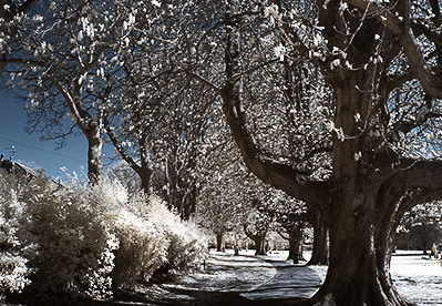 Henrietta Gardens D70IR DSC 4658