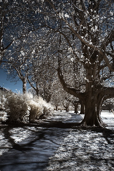Henrietta_Gardens_D70IR_DSC_4658.jpg