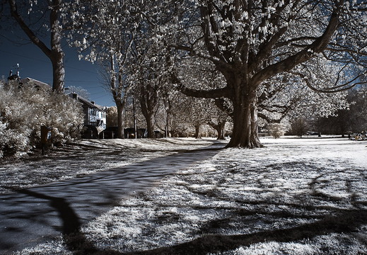 Henrietta Gardens D70IR DSC 4666