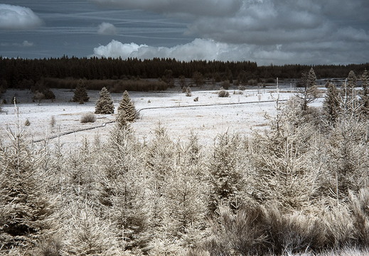 Hohes Venn D70IR DSC 4575
