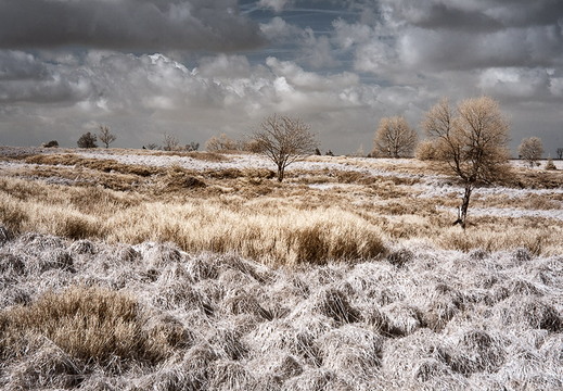 Hohes Venn D70IR DSC 4601-2