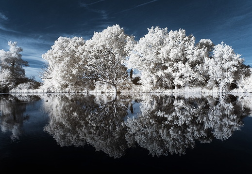 Mirrored trees