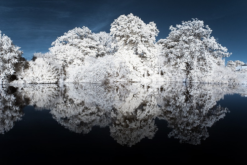 Mirrored_trees_D70IR_DSC_5501.jpg