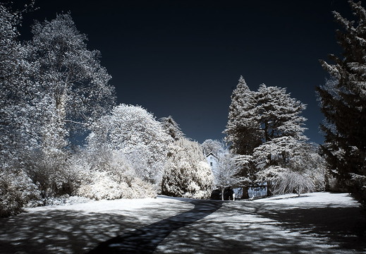 Sydney Gardens D70IR DSC 4680