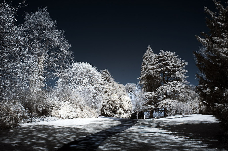 Sydney_Gardens_D70IR_DSC_4680.jpg