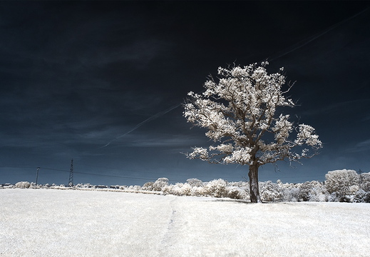 Tree near Bradford-on-Avon