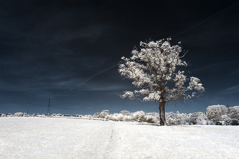 Tree_near_Bradford-on-Avon.jpg