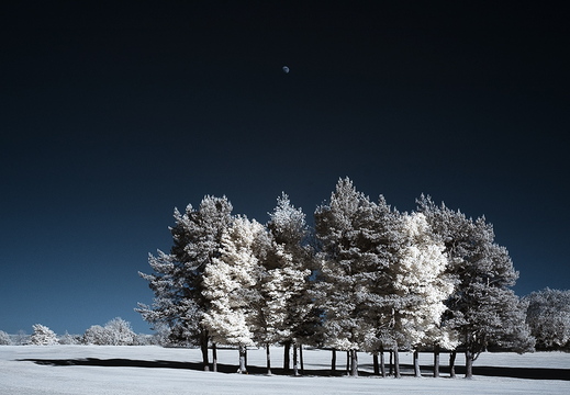 Trees and Moon