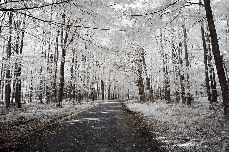 Aachener_Wald_II.jpg