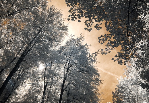 Himmel mit Wald