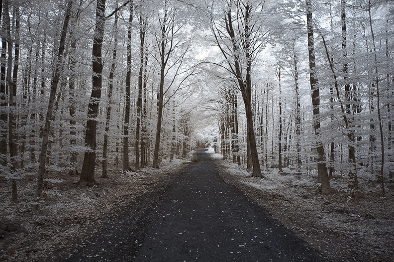 Im_Oecher_Boesch___Aachener_Wald.jpg