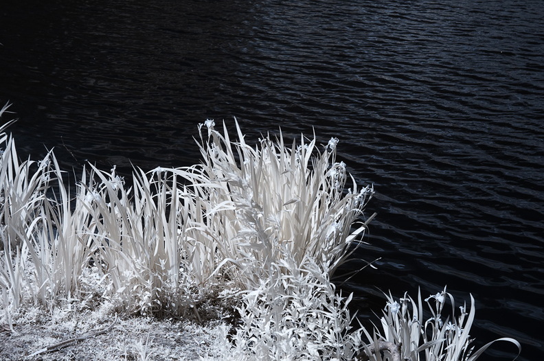 Am_Kupferbach_Stausee_D70IR-DSC_5949.jpg