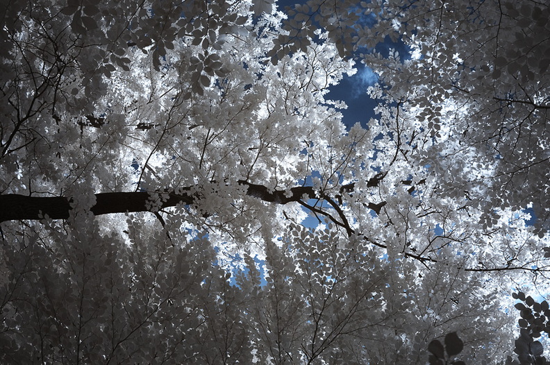 Baumkronen_D70IR-DSC_5904.jpg