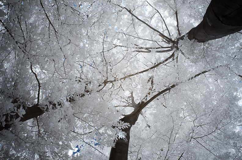 Baumkronen_D70IR-DSC_5999.jpg
