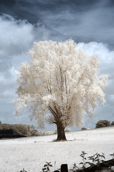 Solitaer_bei_Waldhausen_D70IR-DSC_5924.jpg