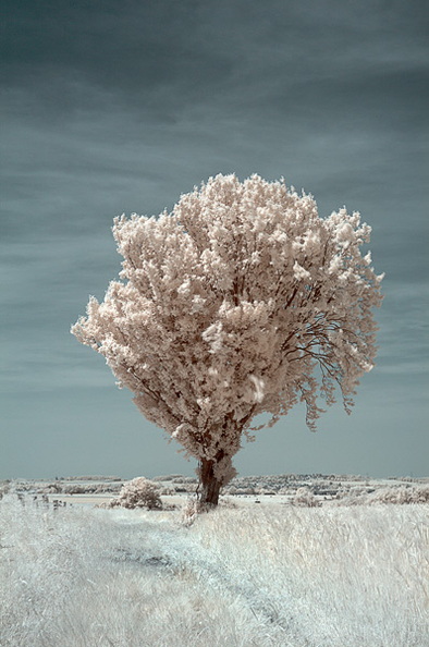 Einsamer_Baum.jpg