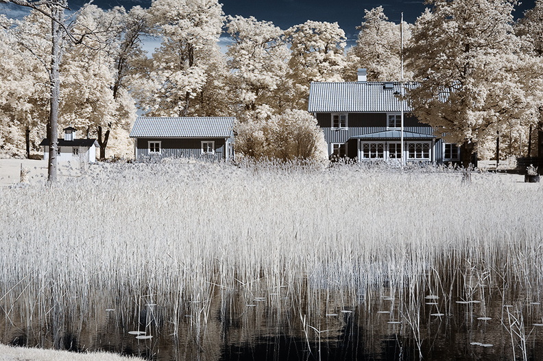 Reed_bed.jpg