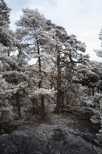 Trees.jpg