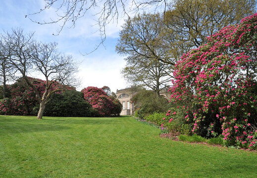 Rhododendrons